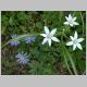Star of Bethlehem - Greek anemone